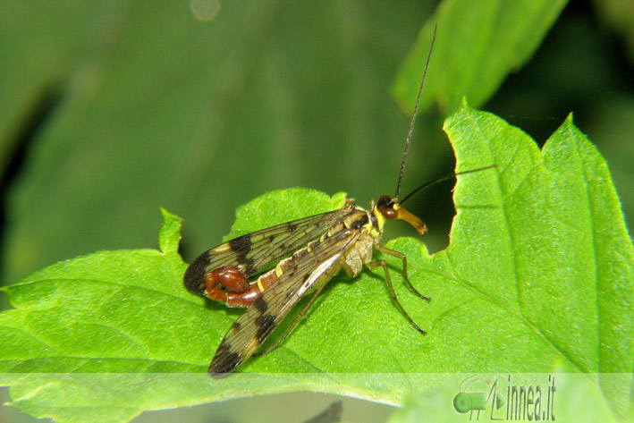 Panorpa vulgaris?